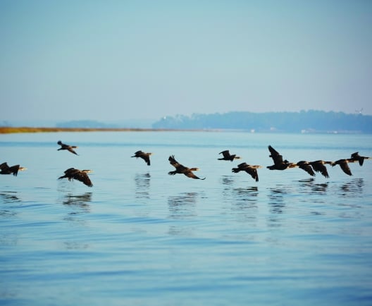 A flock of birds fly over calm water