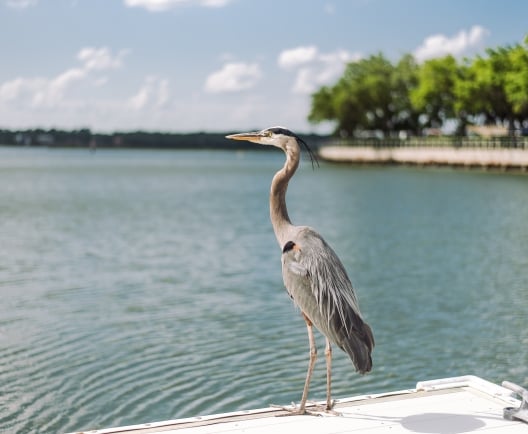 Blue Heron on dock