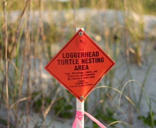 Turtle Nesting Signs 