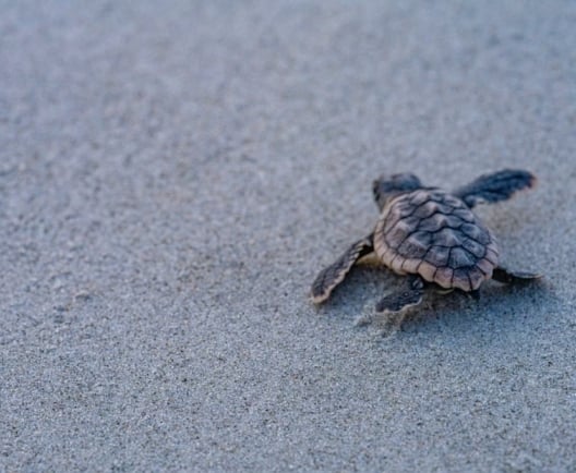 baby turtle on beach 