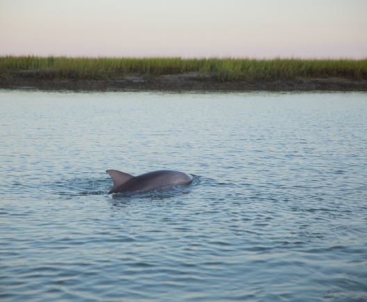 Dolphin Swimming At Sunset 