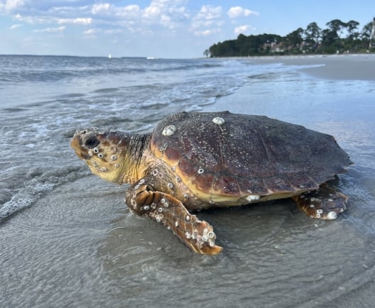 Loggerhead sea turtle on beach going into water 