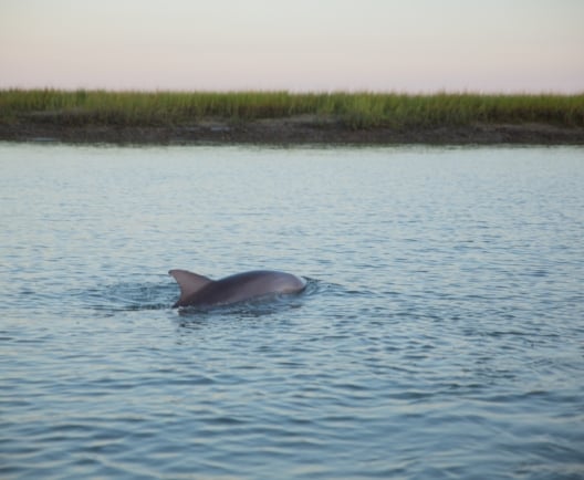 dolphin