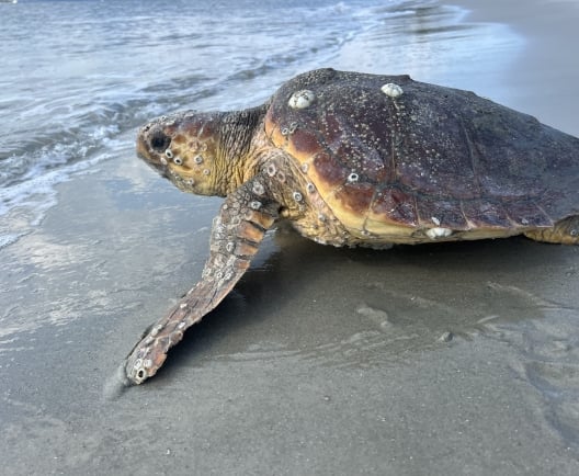 A sea turtle at Hilton Head Island