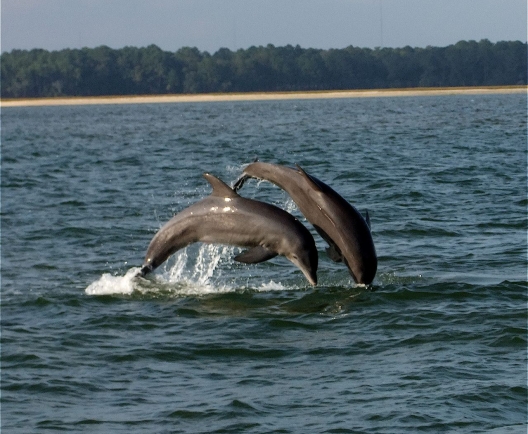 dolphins