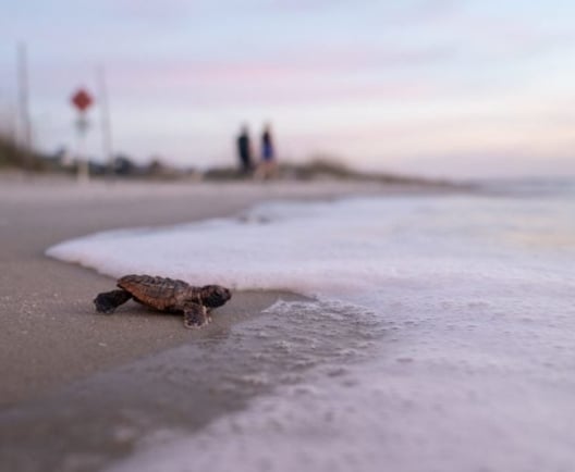 Every Stay Helps a Sea Turtle - Turtle