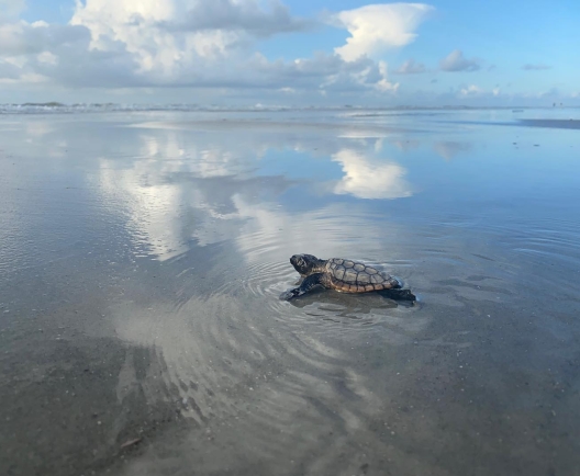 Turtle