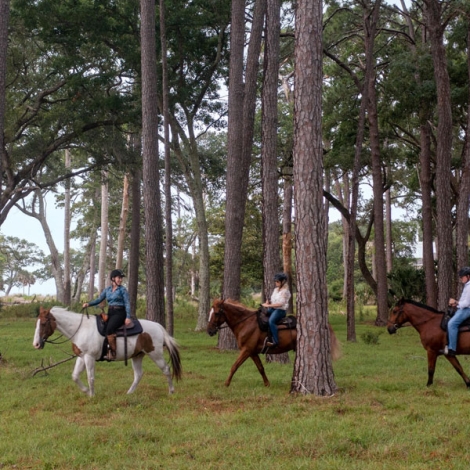 people horseback riding through trees