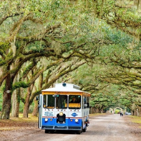 bus driving through tree covered road