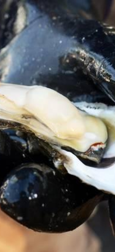 oyster