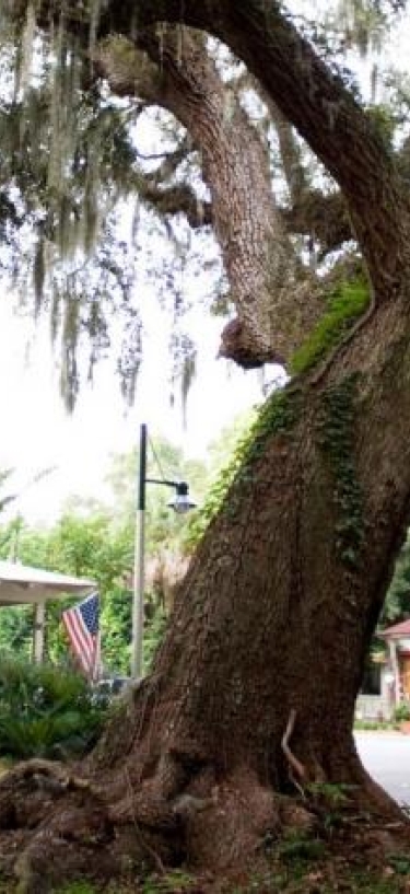tree