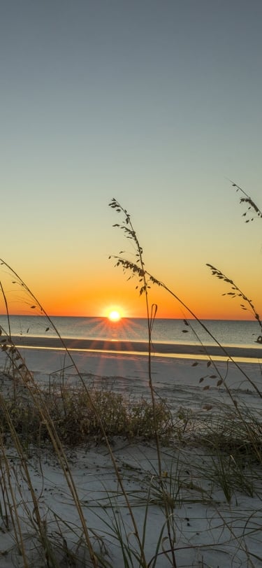 beach with grass