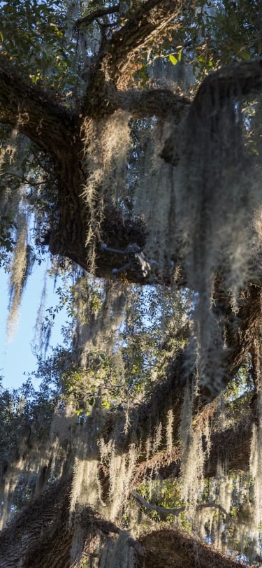 spanish moss trees