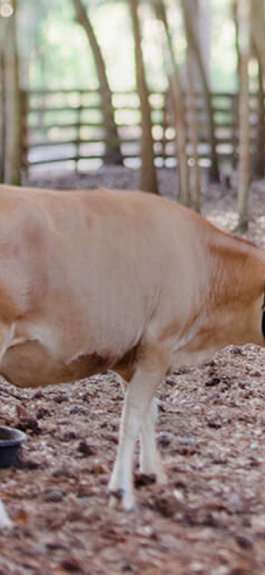 Cow in a ranch