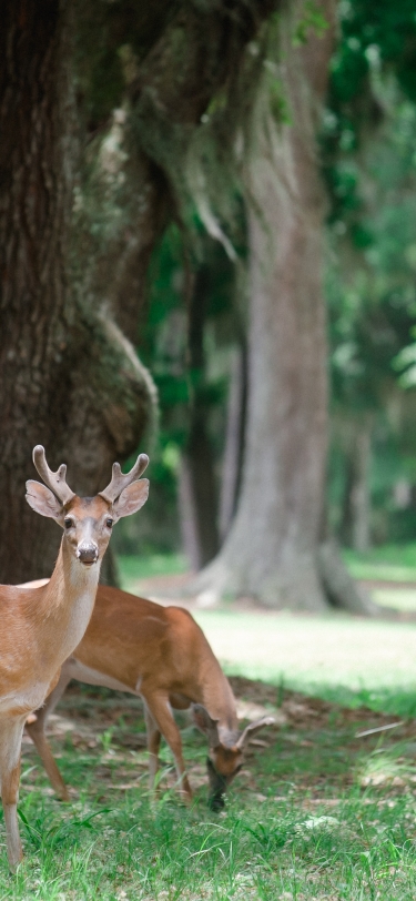 Deer infront of trees