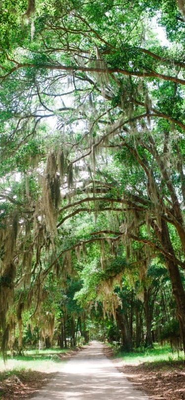 Trees and walking path