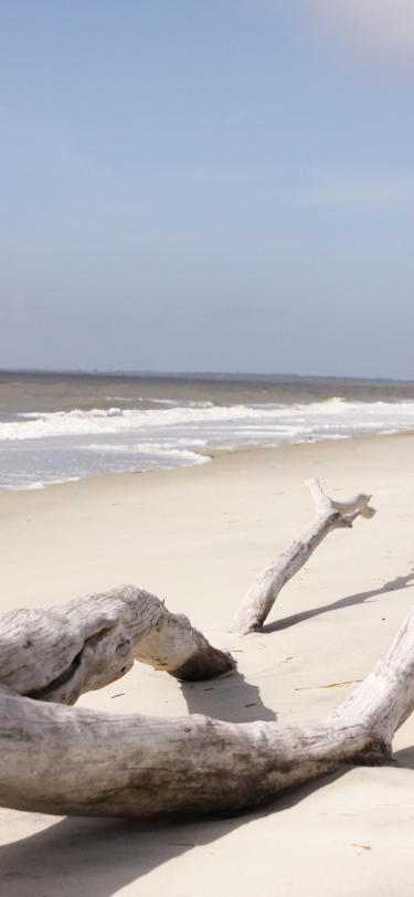 Big tree branch on beach