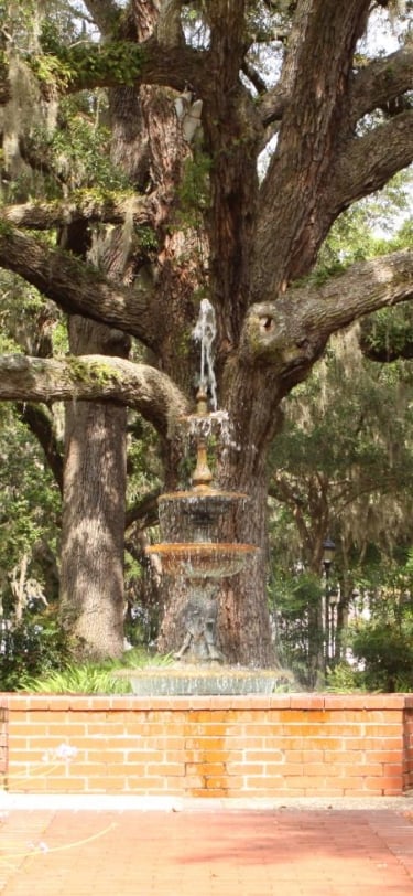 Botanical garden with large tree