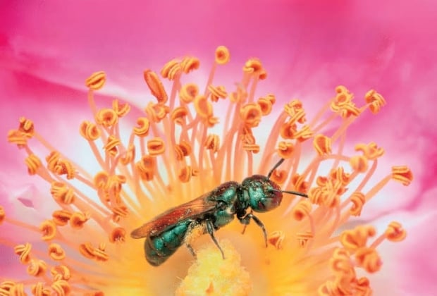 Wild bees