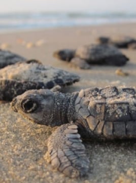 Small baby turtles on a beach.