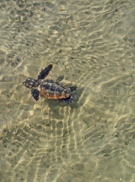 turtle