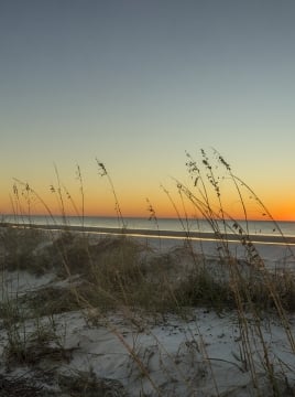 beach with grass