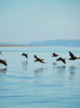 birds flying low over the water