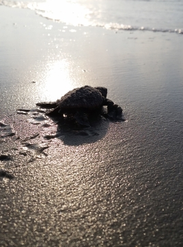 a baby turtle making its way to the water