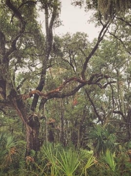 Trees on Daufuskie