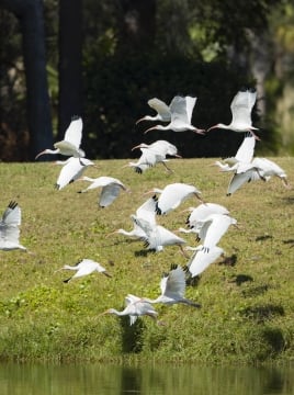 birds flying low over the water