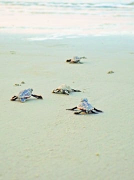 turtles