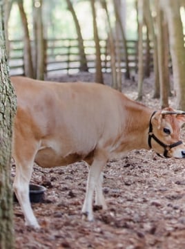 Cow in a ranch