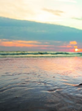 turtle in water with sunset