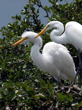 great egret birds