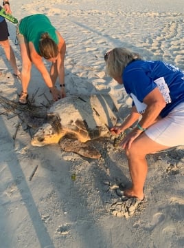 Sea Turtle Patrol Helping Turtle on the Beach