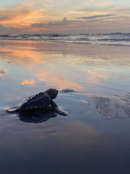 sea turtle on beach with sunset 