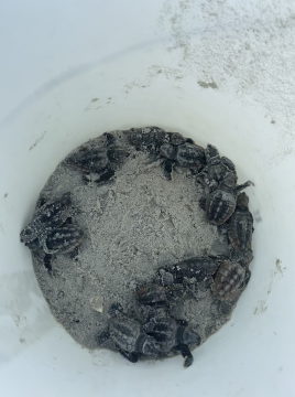 baby sea turtles 