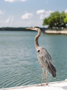 bird sitting on dock 