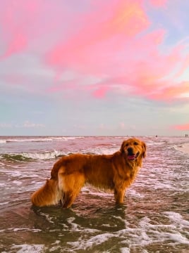 dog at beach