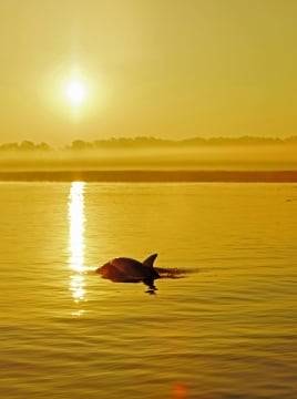 dolphin