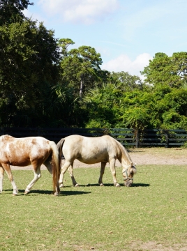 Two horses in a field
