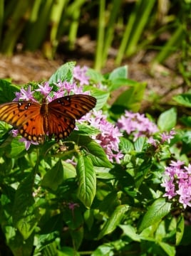 nature