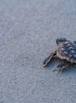 A Kid-Friendly Guide to Sea Turtles on Hilton Head Island: Fun Facts ...