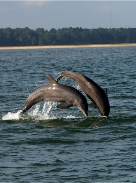 dolphins