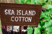 Wooden sign that says Sea Island Cotton