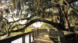 A boardwalk under a canopy of trees.