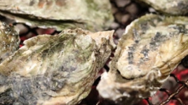Oyster sells on a plate.