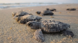 Small baby turtles on a beach.