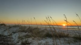 beach with grass