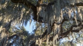 spanish moss trees